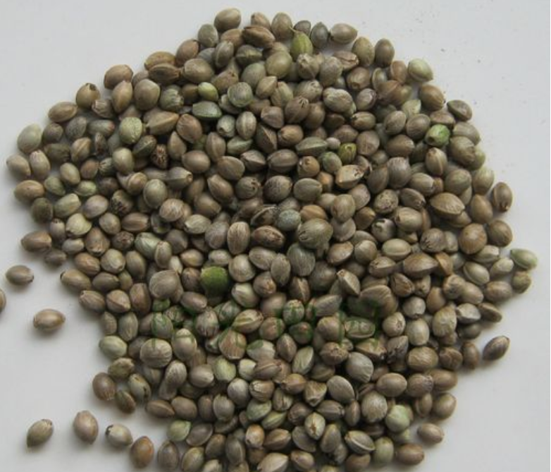 麻子仁丸 (大便如羊屎,小顆粒狀)43
